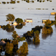 Sydney, Australia frequently floods during La Niña years. If a major current in the Atlantic Ocean shuts down, new research suggests this could become the norm.